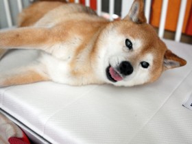 老犬も寝返りしやすくコスパもいい　犬用ベッド『エアウィーヴ マサルスペシャル』を体験