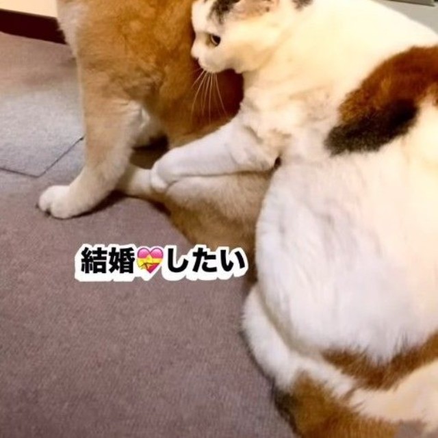 なんと…バッグハグ！（ぽしょこさん提供、Instagramよりキャプチャ撮影）