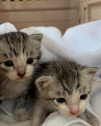 「悩んだ末に捨ててしまう前に、手術を徹底してほしい」と話す「さくらねこDays」さん（「さくらねこDays」さん提供、Instagramよりキャプチャ撮影）