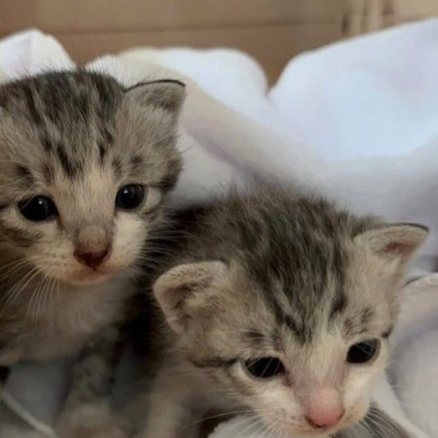 「悩んだ末に捨ててしまう前に、手術を徹底してほしい」と話す「さくらねこDays」さん（「さくらねこDays」さん提供、Instagramよりキャプチャ撮影）