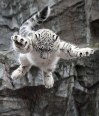 まるで空を飛んでいるかのような見事な瞬間を捉えています！（RIKUさんのTwitterより）