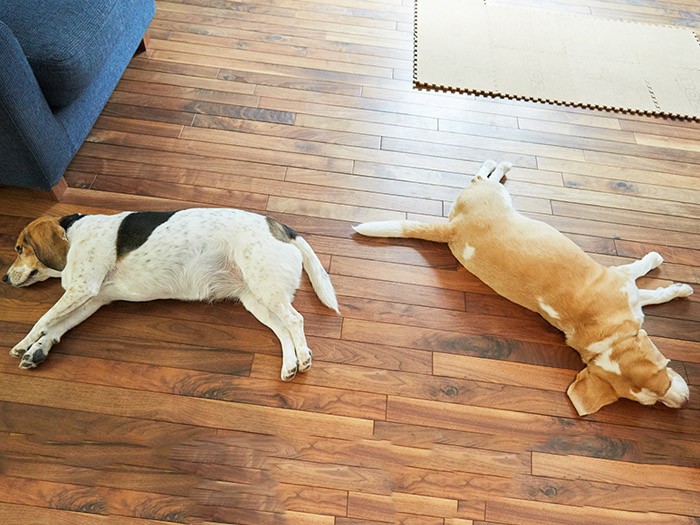 ２匹は体形もそっくり。