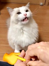 もぐもぐ食べることらちゃん。次は、いよいよお薬です（画像提供：ことら モフドールさん）