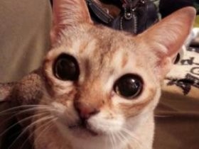 がんで逝った姉が残した犬と猫　激動の日々を支え合って生きる