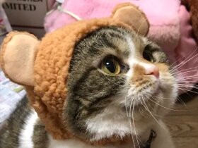 帽子似合うかな　小春日和にやってきた甘えん坊なスコ「小春」