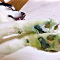 元気に遊んだ証！？ 足裏がきれいに染まったおとびくん（画像提供：おとび シベリアンハスキー（カイヌシ：ナルコ）さん）