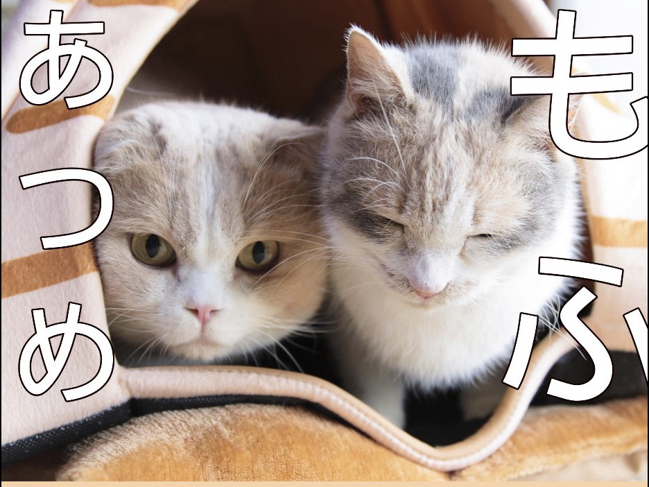 映画「ねこあつめの家」の人気猫が集結　写真集「もふあつめ」