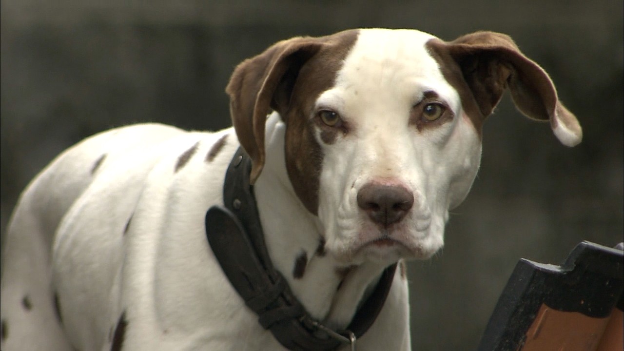 男女3人が大型犬に襲われけが 64歳女性に突然飛びかかり、助けようと