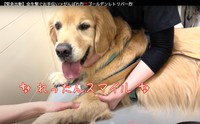 採血中、看護師さんたちに優しく励まされながら保定され、まんざらでもない表情の烈くん（動画からキャプチャー／提供：れつれつゴールデンレトリバーさん）