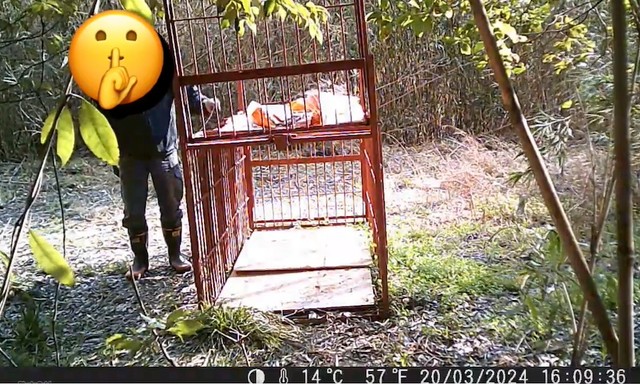 2024年4月に防犯カメラに映っていた、「箱ワナ」の扉を盗む人物（動画からキャプチャー／提供：とある県下の猟友会さん）