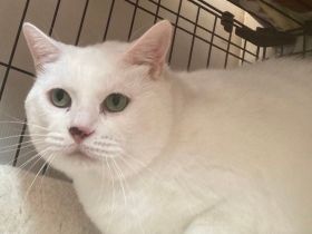 パナソニック保護犬猫譲渡会　高円寺ニャンダラーズから参加予定の猫たち（４） 