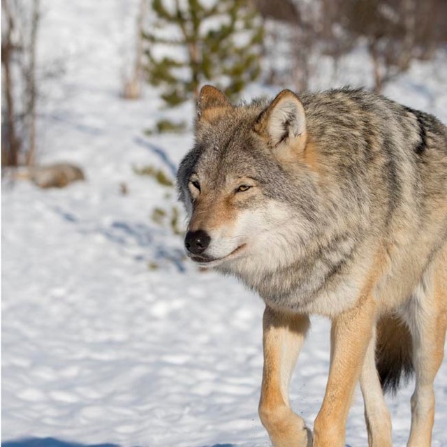 ドイツで女性がオオカミに噛まれる事件が発生した　※写真はイメージです