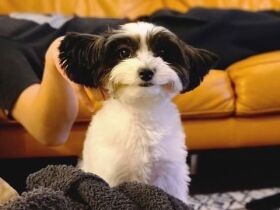 暇だなぁ早く遊んでくれないかなぁ　のんびり待ってくれるMIX犬「ぽむ」