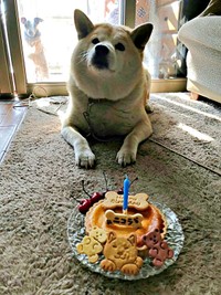 10歳の誕生日を迎え、ケーキでお祝いしてもらうニコラくん。一方、後方の窓の外にはレオンくんの姿がーー（画像提供：きむちょさん）