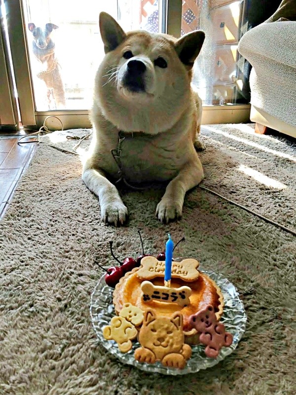 10歳の誕生日を迎え、ケーキでお祝いしてもらうニコラくん。一方、後方の窓の外にはレオンくんの姿がーー（画像提供：きむちょさん）