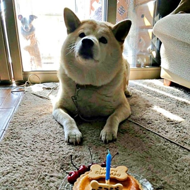 10歳の誕生日を迎え、ケーキでお祝いしてもらうニコラくん。一方、後方の窓の外にはレオンくんの姿がーー（画像提供：きむちょさん）