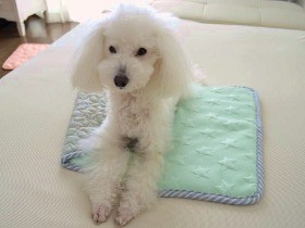 猛暑どうしのぐ？　愛犬のための夏の売れ筋商品を紹介