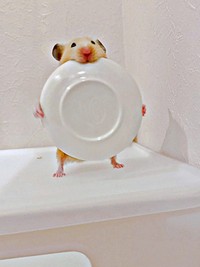 お皿を持って仁王立ちするムギちゃん（画像提供：うまハムさん）