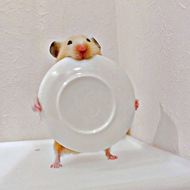 お皿を持って仁王立ちするムギちゃん（画像提供：うまハムさん）