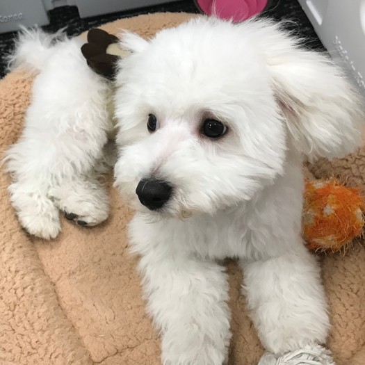 オフィスに来たミルク　（提供写真）