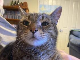 ７kgの巨体で飼い主の胸やおなかをジャンプ台に！？　雑種猫「ジェイク」