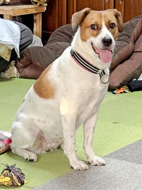 キリッとしたポーズが素敵なパーティー信子ちゃん（画像提供：みのかささん）