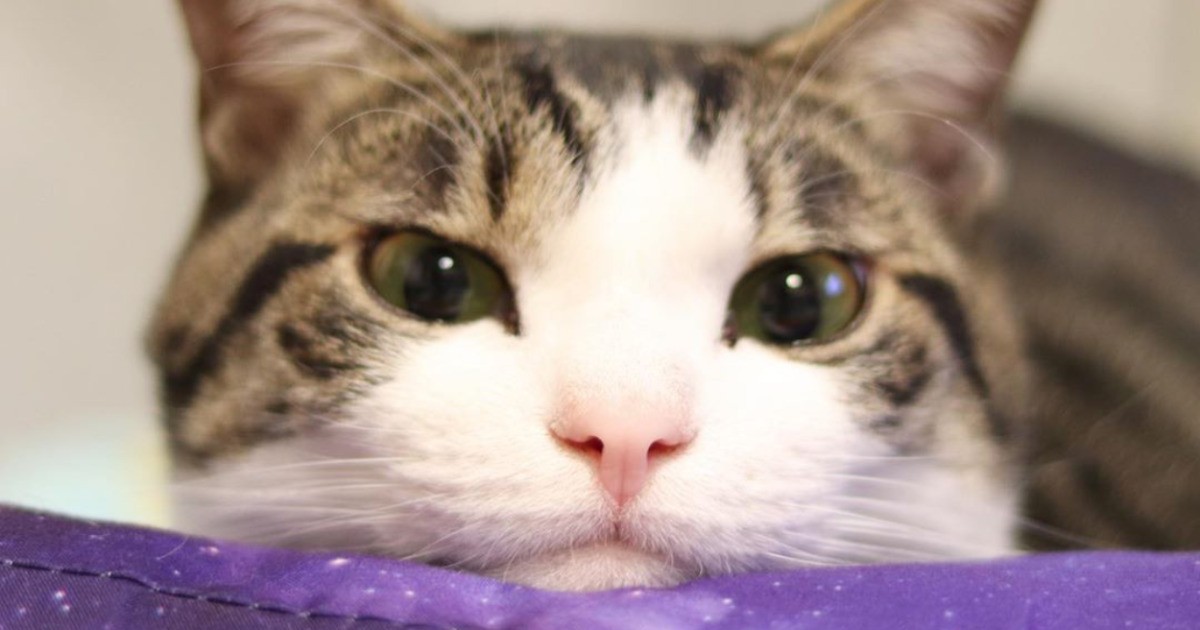 あほねこ 速いAFのおかげで撮りやすい！ チャーミングでほほえましい猫のあくび