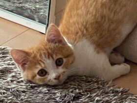 甘えん坊でおねだり上手なマンチカン「むぎまる」　可愛さ振りまき中！