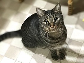 兄ちゃん猫と遊ぶのが大好き！　ヤンチャ盛りのキジトラ「来虎」