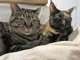 猫の歯が抜けたらどうなるの？　全身麻酔？　それとも…