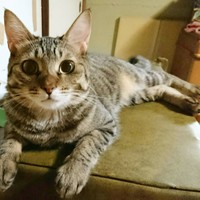 お気に入りのソファの上で