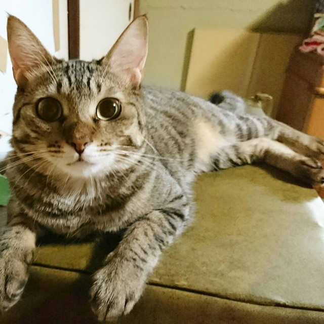 お気に入りのソファの上で