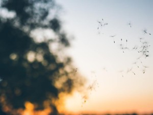 青春の一ページのような儚い体験の後、急に私は再び大人になった