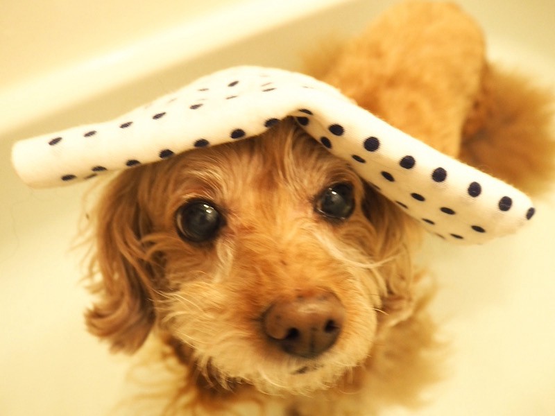 愛犬トイプーをお風呂に　濡れると……キミ、誰やねん？