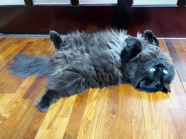 へそ天になってくつろぐさぬき丸さん（画像提供：さぬいちさん）