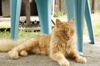 お庭を堪能するくまくん。こんなに視界が開けている場所は初めてです