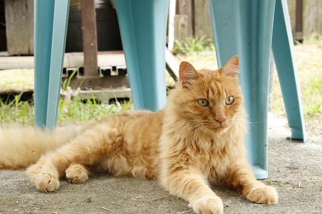 お庭を堪能するくまくん。こんなに視界が開けている場所は初めてです