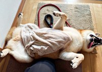 「足拭くよ」でゴロン！ へそ天になる岳くん（画像提供：岳 柴犬さん）
