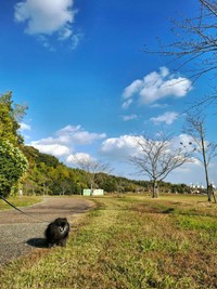 お青空の下、飼い主さんと一緒に散歩を楽しむどんちゃん（画像提供：どんべえさん）