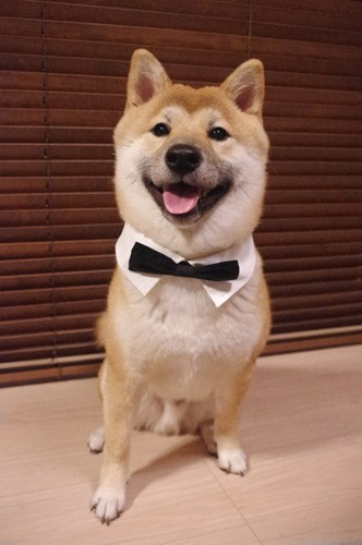 『子守り柴犬　銀兄ちゃん』より