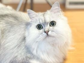 お寿司のごはんの部分……じゃニャイわよ！？　おてんばなチンチラシルバー「さら」