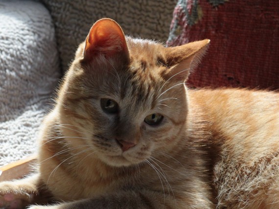 殺処分寸前で助かった保護猫タビオ　真菌とのバトルが…！