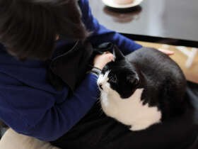 給餌を嫌がる猫「ぽんた」　少しでも食べて…懇願しながら与えた（37）
