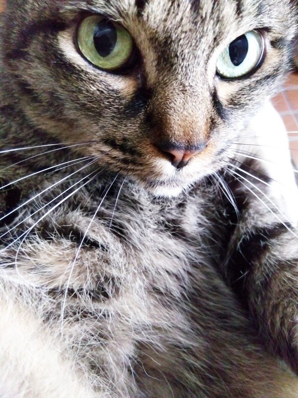 愛らしい表情が素敵なレモンちゃん（画像提供：バニラさん）