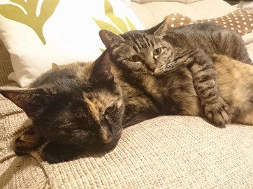 猫も知育おもちゃでかしこくなる？　猫のおもちゃは何がいい？