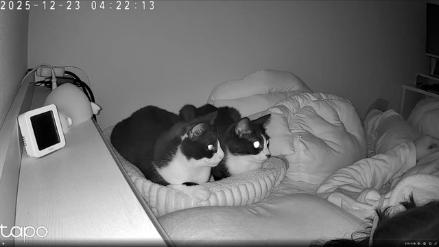 飼い主さんを見つめる（左から）結灯くん、依灯ちゃん（画像提供：猫又ちぐらさん）
