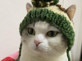 オーダーした帽子が届きウキウキ♪　スコティッシュ・フォールドの「ぴの」