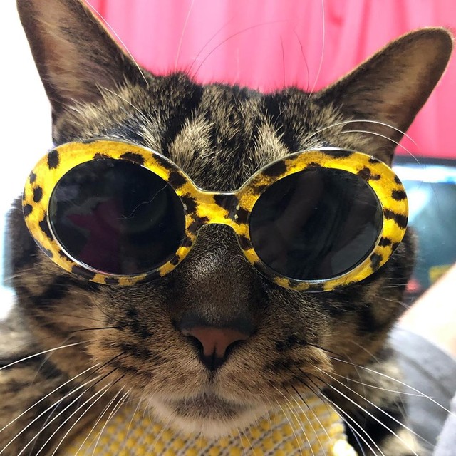 ダイソーの猫用サングラス、かけてみたよ