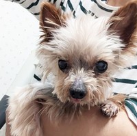 高齢で重篤な持病があったヨークシャテリアのシニア犬、幸太