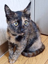 ぽんずちゃんは、右前足が少し曲がっています（画像提供：きのひとまるさん）